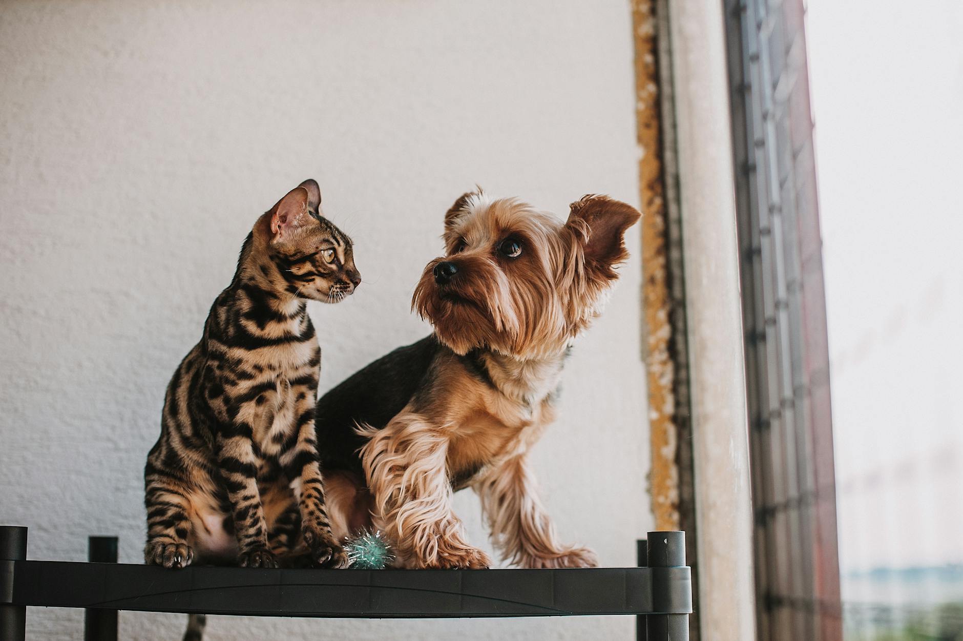 dog and cat sitting together